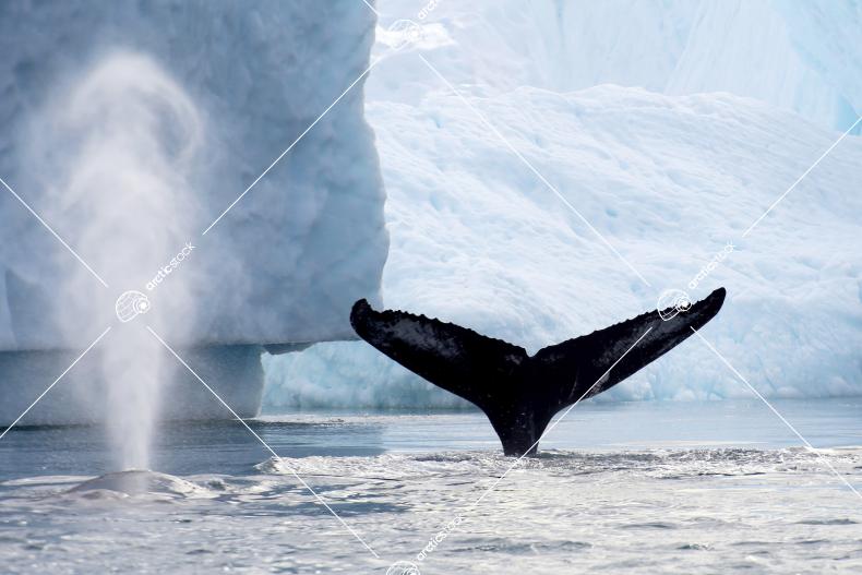 Two Humpback Whales In Front Of Icebergs | Arcticstock